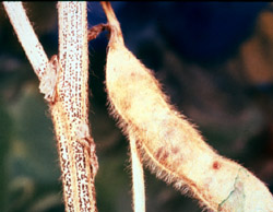 Pod and stem blight on soybean. 