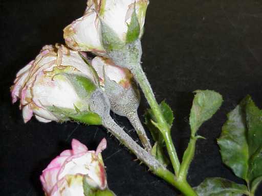 Powdery mildew on rose. 