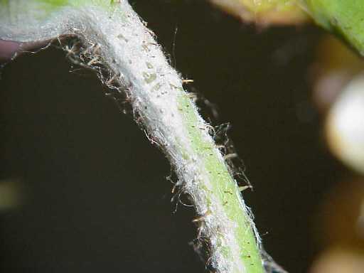 Close up of powdery mildew on rose stem. 