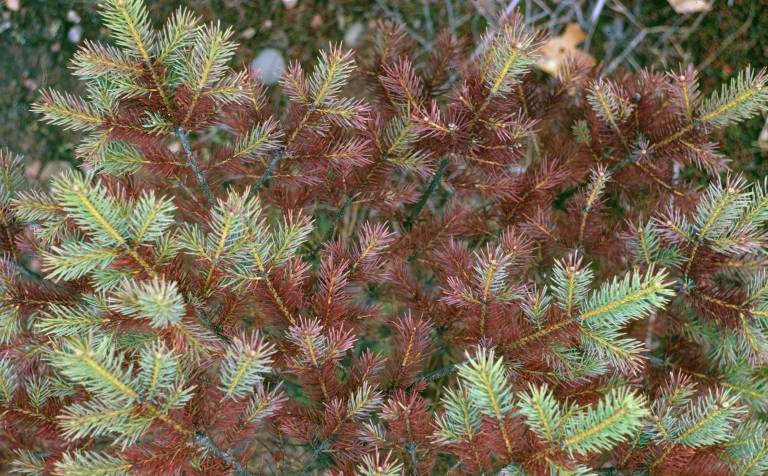 Needle Cast of spruce on bush. 