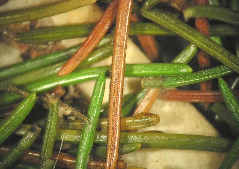 Close up of rhizosphaera needle cast of spruce. 