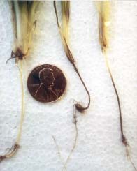 Common root rot