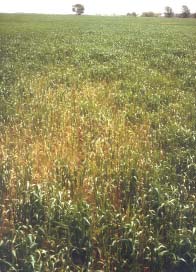 Wheat with patches of light green or yellow during the summer.