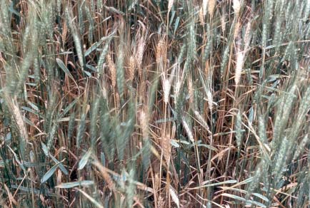 Root rot plants exposed to drought and temperature stress produce white heads.