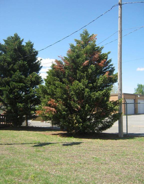 Seiridium canker tree. Seiridium canker tree.