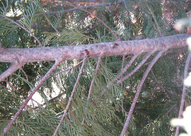 Branch with seiridium canker. 