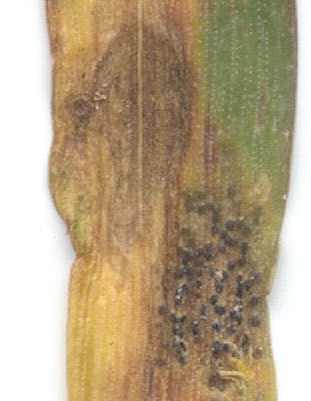 Septoria leaf blotch. Septoria leaf blotch.