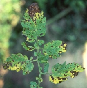 Septoria leaf spot. 