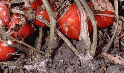 Southern blight of tomato. 