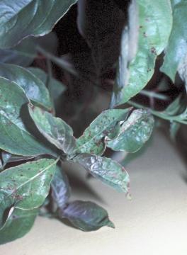 Spot Anthracnose on Dogwood