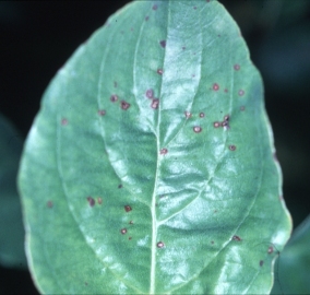 Spot Anthracnose on Dogwood