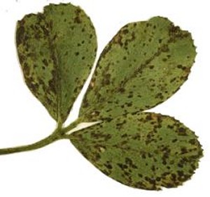 Close up of spring black stem of alfalfa leaf. 