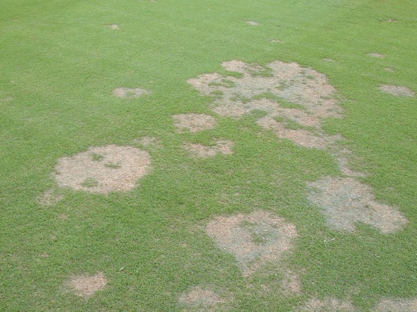 Spring dead spot disease of bermudagrass. 