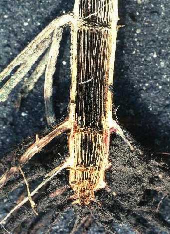Close up of stalk rots of sorghum. Close up of stalk rots of sorghum.