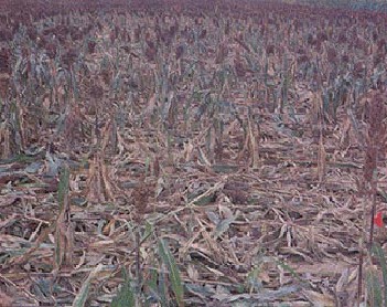 Stalk rots of sorghum. Stalk rots of sorghum.