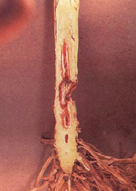 Inside look at stalk rots of sorghum. Inside look at stalk rots of sorghum.