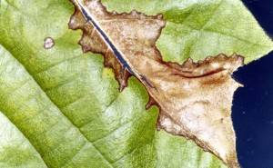 Close up of sycamore anthracnose. 