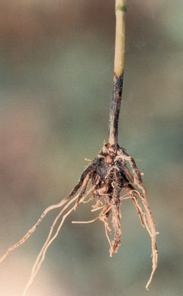 Take-all of wheat disease. Take-all of wheat disease.