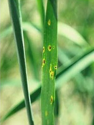 Tan spot on wheat. Tan spot on wheat.