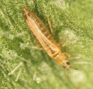 Bug on leaf with thrips. 