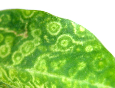 Close up of thrips on leaf. 