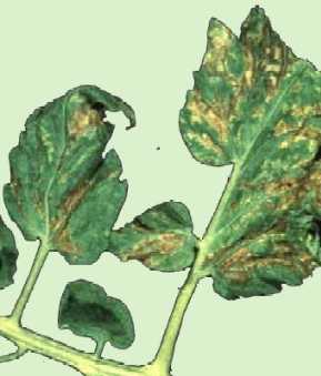 Tomato leaves with spotted wilt virus. Tomato leaves with spotted wilt virus.