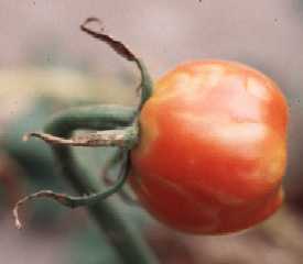 Tomato bulb with spotted wilt virus. Tomato bulb with spotted wilt virus.