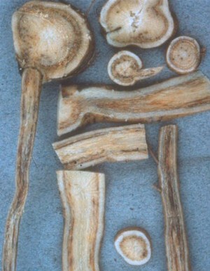 Verticillium wilt. Verticillium wilt.