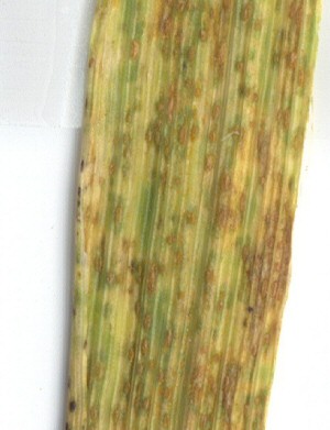 Close up of wheat leaf rust. Close up of wheat leaf rust.