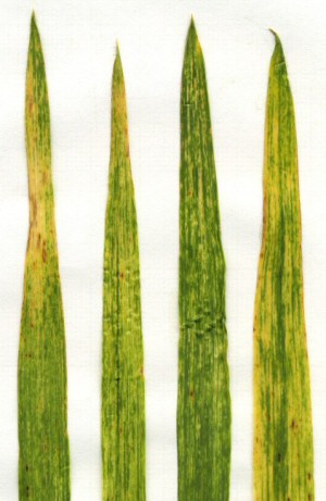 Wheat soilborne mosaic. Wheat soilborne mosaic.