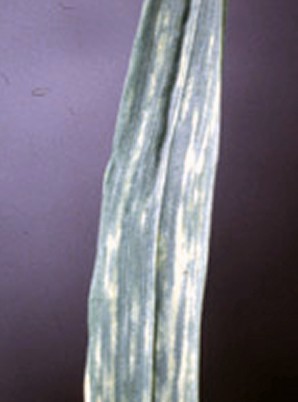 Close up of wheat spindle streak mosaic. Close up of wheat spindle streak mosaic.