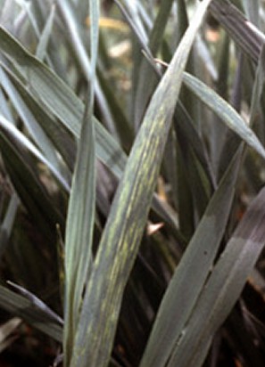 Wheat spindle streak mosaic. Wheat spindle streak mosaic.