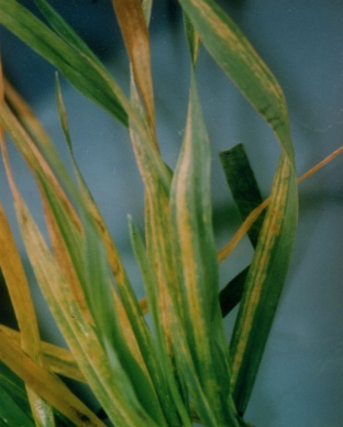 Close-up of wheat streak virus.