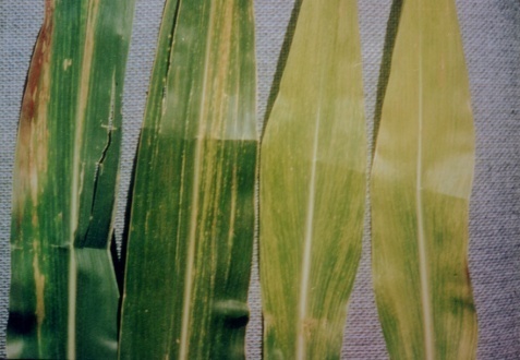 Symptoms of high plains virus in corn. (Photos courtesy of Dr. Stan Jenson, Univ of Nebraska).