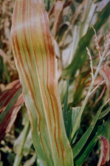 Symptoms of high plains virus in corn. (Photos courtesy of Dr. Stan Jenson, Univ of Nebraska).