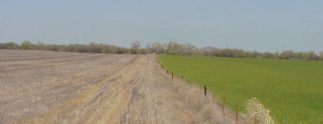 Commecial and volunteer wheat sprayed with round up in March.