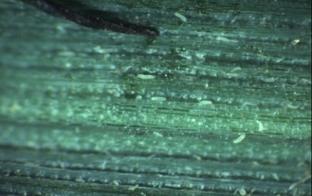 Wheat curl mites viewed at 10x magnification.