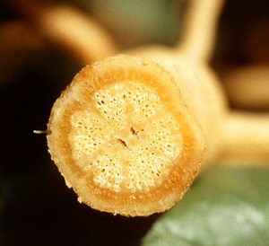 Close up of the inside of yellow vine. 