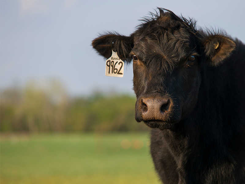 Close-up of cow in grass field.
