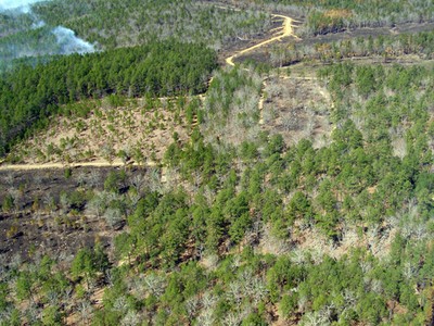 An aerial view of a forest. An aerial view of a forest.
