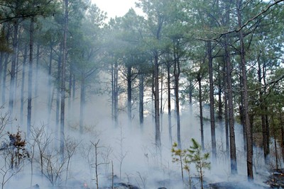Trees surrouded by smoke. Trees surrouded by smoke.