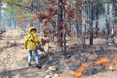 A person using a torch to set fires on the ground in a forest. A person using a torch to set fires on the ground in a forest.