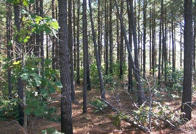 Trees in a forest. Trees in a forest.