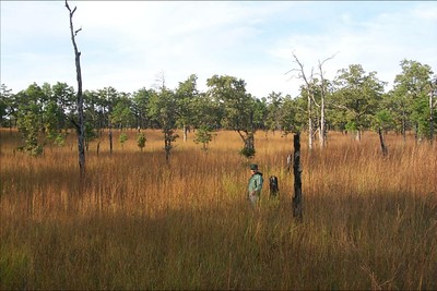 A person standing in tall, dry grass with trees. A person standing in tall, dry grass with trees.