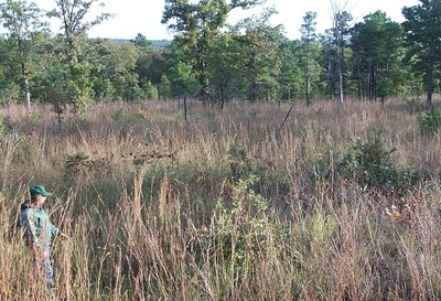 A person standing in a field with tall grass and shrubs. A person standing in a field with tall grass and shrubs.