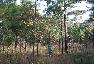 A person standing in a forest of trees. A person standing in a forest of trees.