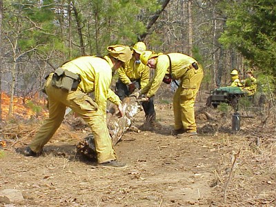 People dressed in yellow suits working in a forest. People dressed in yellow suits working in a forest.