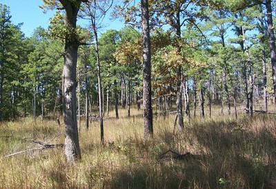 A field with tall grass and trees. A field with tall grass and trees.