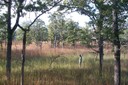 A man standing in a field of tall grass between groups of trees. A man standing in a field of tall grass between groups of trees.