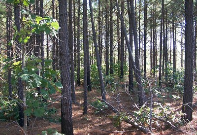Trees in a forest. Trees in a forest.